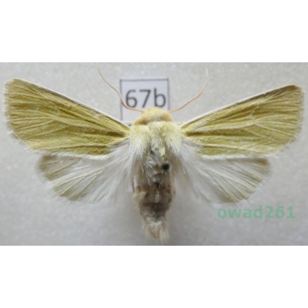Calamia tridens (Hufnagel, 1766) Czech67b